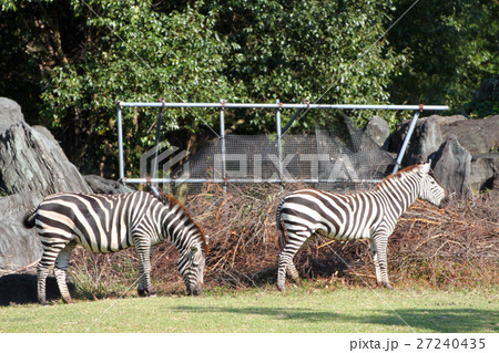 グラントシマウマ 27240435