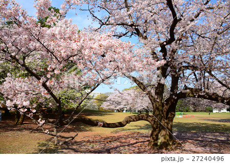 練馬区 光が丘公園の桜 練馬区 光が丘公園の桜 27240496