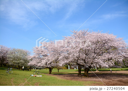 練馬区　光が丘公園の桜 27240504