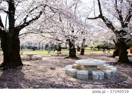 練馬区　光が丘公園の桜 27240519
