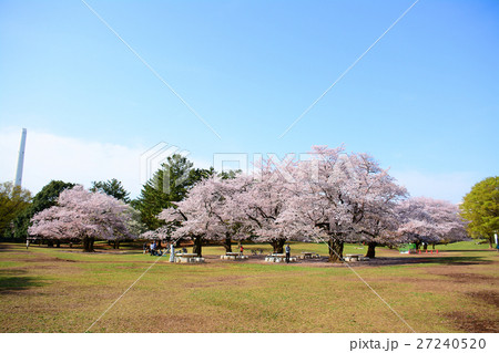 練馬区　光が丘公園の桜 27240520