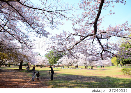 練馬区 光が丘公園の桜の写真素材