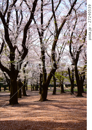 練馬区　光が丘公園の桜 27240539