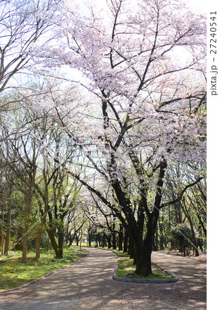 練馬区　光が丘公園の桜 27240541
