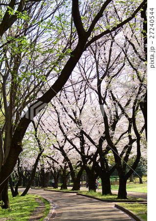 練馬区　光が丘公園の桜 27240544