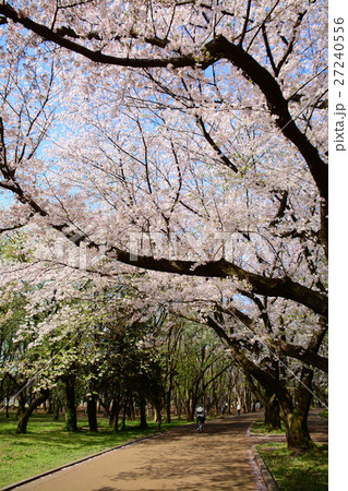 練馬区 光が丘公園の桜 練馬区 光が丘公園の桜 27240556