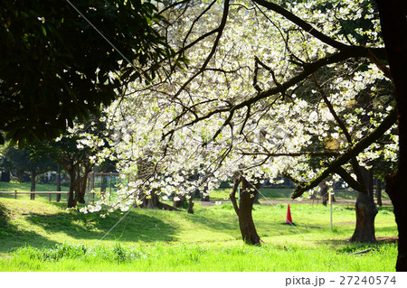 練馬区　光が丘公園の桜 27240574