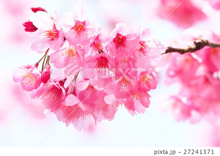 横花緋桜の花 27241371