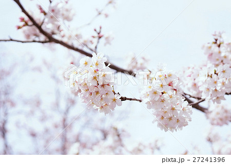 桜 27241396