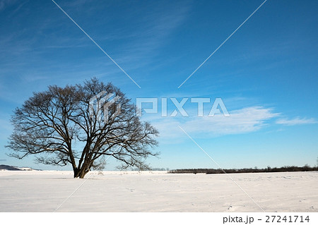 ハルニレの木　北海道豊頃町 27241714