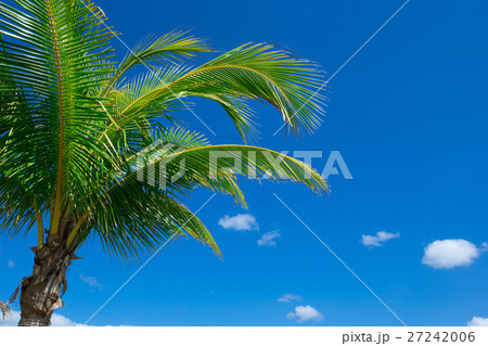 Palm tree on the sky 27242006