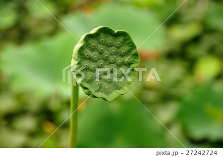 ハスの花托 27242724