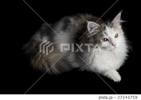 ノルウェージャンフォレストキャット ノルウェージャンフォレストキャット 27243759