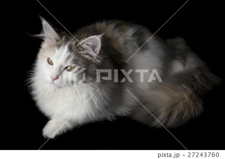 ノルウェージャンフォレストキャット 27243760