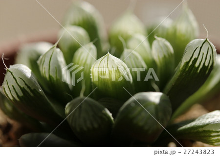 ハオルチア／オブツーサ 27243823