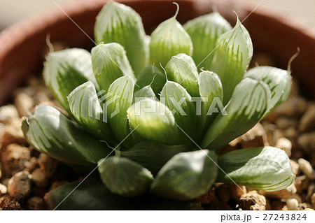 ハオルチア／オブツーサ 27243824