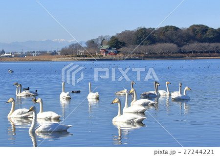 多々良沼の野鳥 多々良沼の野鳥 27244221