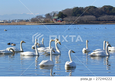 多々良沼の野鳥 27244222