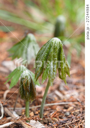 ヤブレガサ 27244984