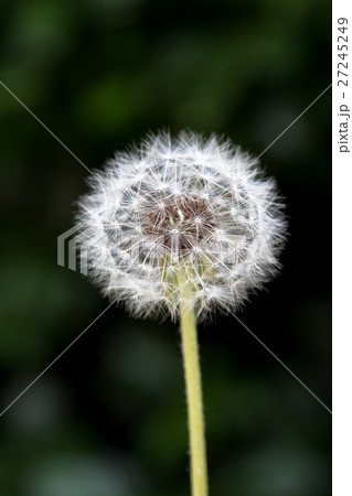 Blowballs. Dandelions in the grass 27245249