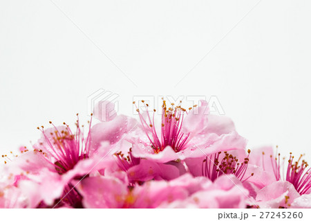Pink plum flower with copy space 27245260