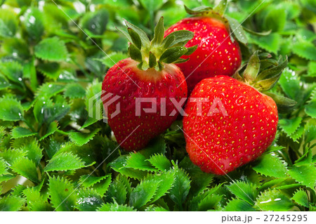 Strawberry on a green 27245295