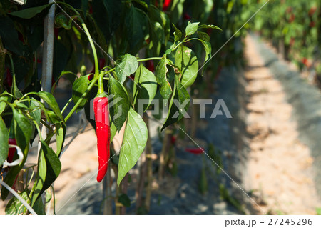 Red Chilli peppers on a farm 27245296