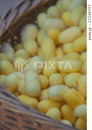 Natural yellow cocoon or silkworm nets. 27246457