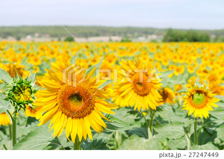 Field of sunflowers Field of sunflowers 27247449