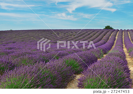 Lavender summer field 27247453