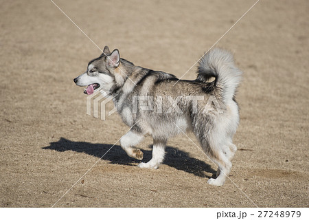 アラスカンマラミュート 27248979