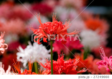 ダイヤモンドリリー 27249660