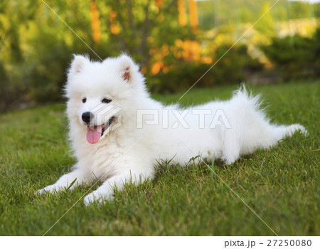 Funny Samoyed puppy in the summer garden Funny Samoyed puppy in the summer garden 27250080