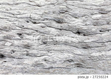 Gray driftwood closeup 27250224