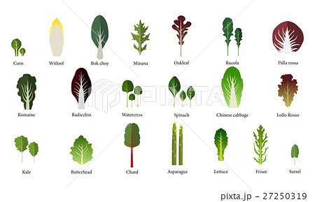 Set of salad bowl. Leafy vegetables green. Vector 27250319