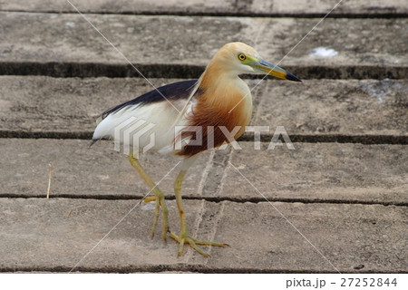 Javan Pond heron (Ardeola speciosa) 27252844