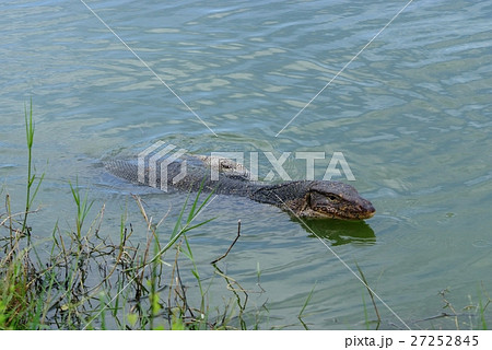 Bengal monitor 27252845