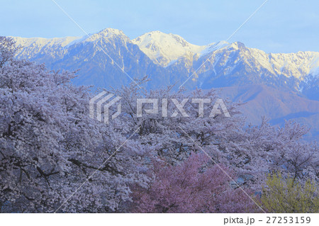 桜と雪山 桜と雪山 27253159