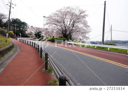 桜の名所 アニメ聖地 満開の聖蹟桜ヶ丘 多摩市 の風景の写真素材