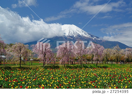 山中湖花の都公園から桜とチューリップと富士山の写真素材