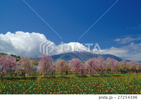 山中湖花の都公園から桜とチューリップと富士山の写真素材