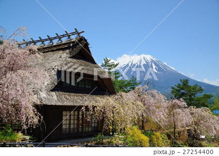 西湖いやしの里根場から茅葺屋根と桜と富士山 27254400