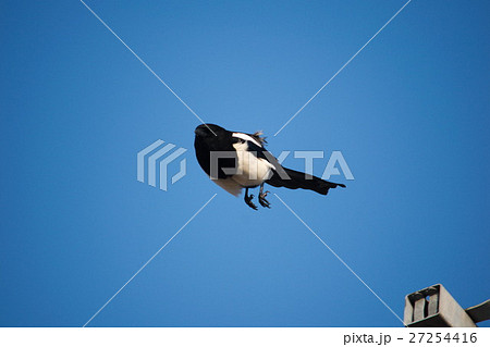 かちがらすの滑空 かちがらすの滑空 27254416