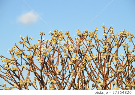 ミツマタの蕾（12月） 27254820