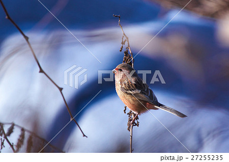 ベニマシコの朝食 ベニマシコの朝食 27255235