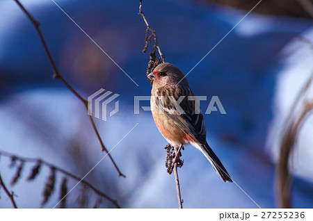 ベニマシコの朝食 27255236