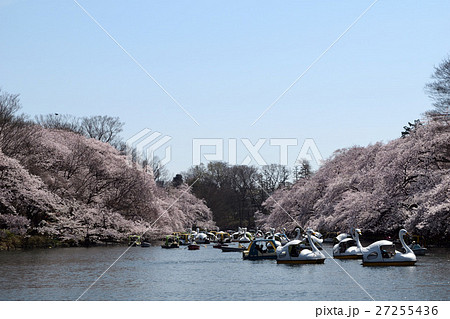 東京都 井の頭公園 井の頭池 満開の桜 東京都 井の頭公園 井の頭池 満開の桜 27255436