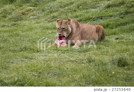 Lioness eating its prey Lioness eating its prey 27255640
