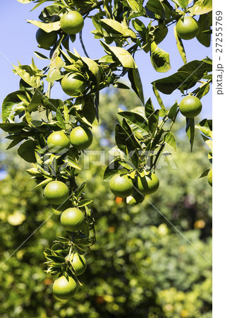 Orange tree with fruits ripen in the garden Orange tree with fruits ripen in the garden 27255769