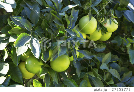 Orange tree with fruits ripen in the garden 27255775
